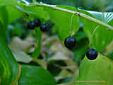 Polygonatum multiflorum