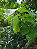 Polygonatum multiflorum