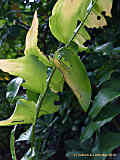 Polygonatum multiflorum