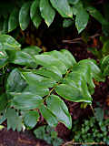 Polygonatum multiflorum