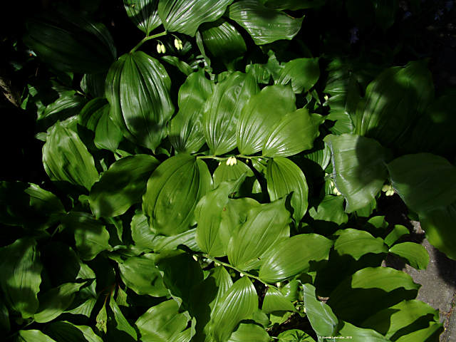 Polygonatum multiflorum