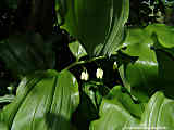 Polygonatum multiflorum