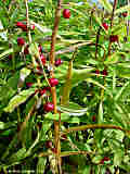 Polygonatum verticillatum