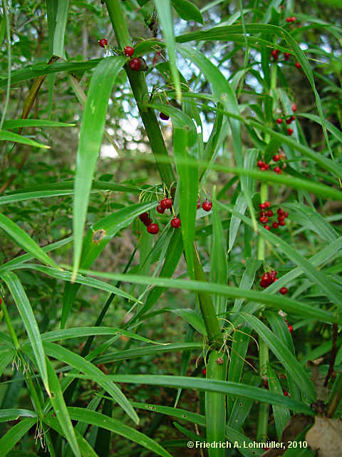 Polygonatum verticillatum