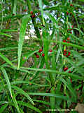 Polygonatum verticillatum