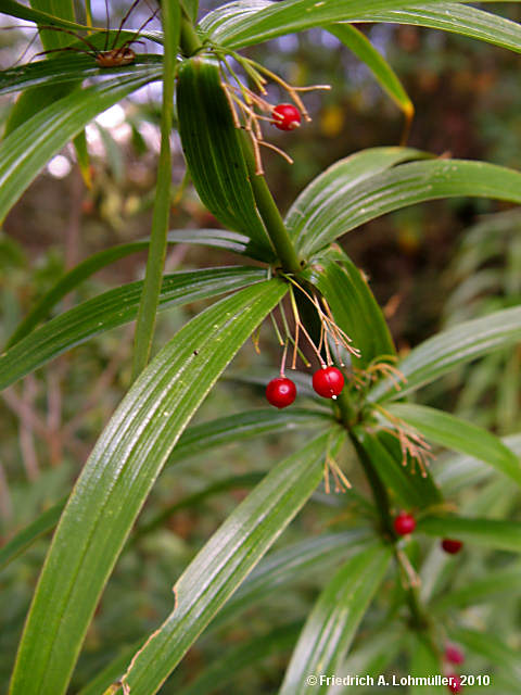 Polygonatum verticillatum