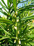 Polygonatum verticillatum