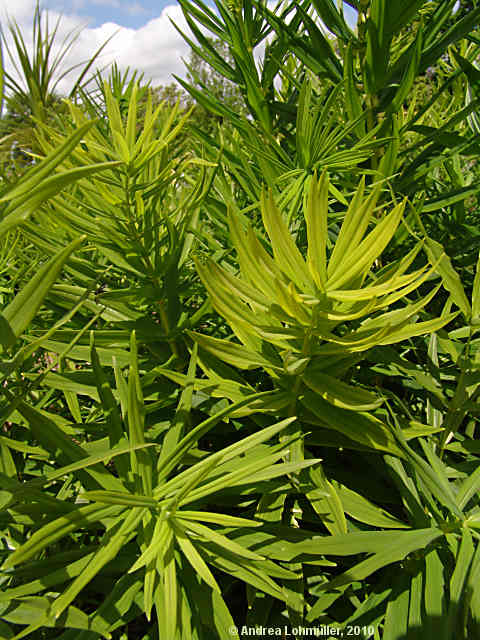 Polygonatum verticillatum