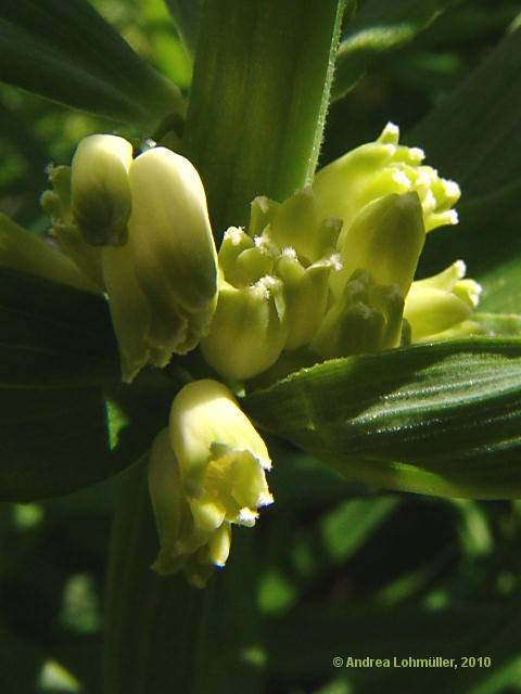 Polygonatum verticillatum