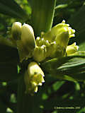 Polygonatum verticillatum