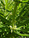 Polygonatum verticillatum