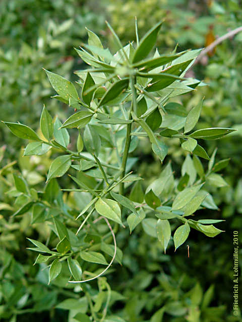 Ruscus aculeatus