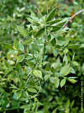 Ruscus aculeatus