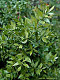 Ruscus aculeatus