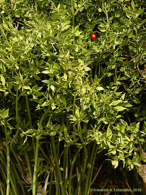 Ruscus aculeatus