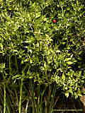 Ruscus aculeatus