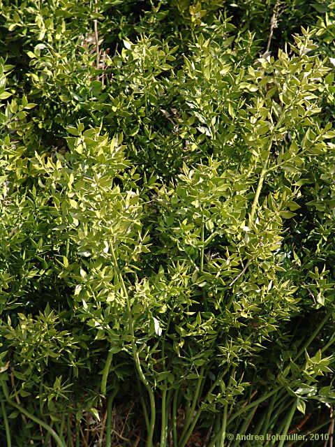 Ruscus aculeatus