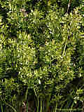 Ruscus aculeatus