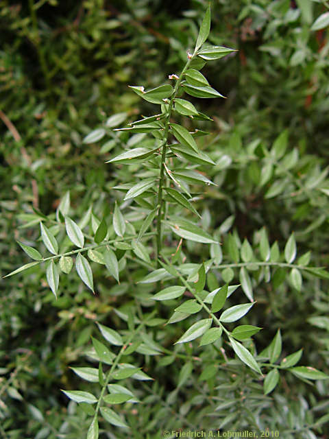 Ruscus aculeatus