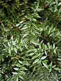 Ruscus ponticus