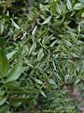 Ruscus ponticus