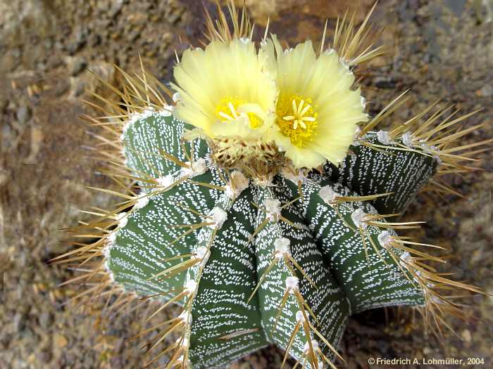 Astrophytum ornatum (A.P.DE CANDOLLE) BR.& R.