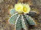 Astrophytum ornatum