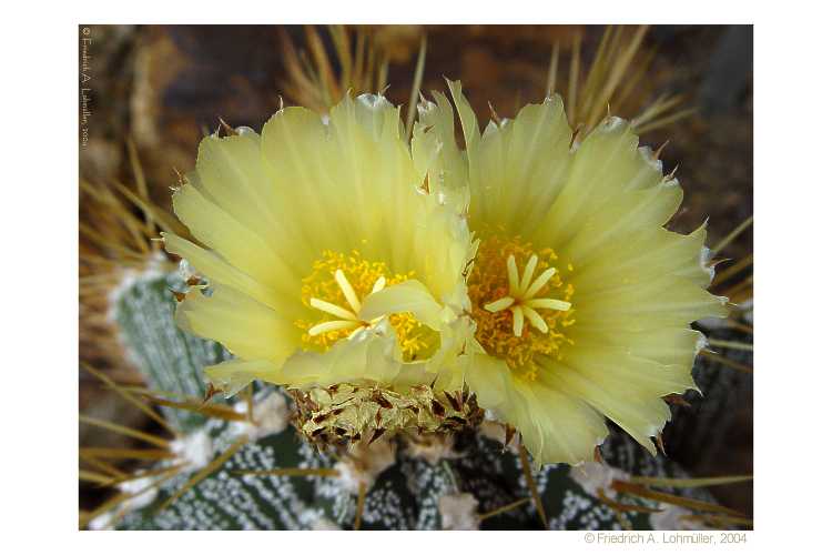 Astrophytum ornatum (A.P.DE CANDOLLE) BR.& R.