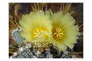 Astrophytum ornatum