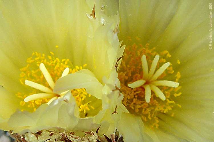 Astrophytum ornatum (A.P.DE CANDOLLE) BR.& R.