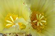 Astrophytum ornatum