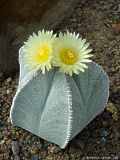 Astrophytum myriostigma