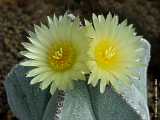 Astrophytum myriostigma