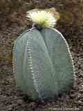 Astrophytum myriostigma