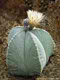 Astrophytum myriostigma