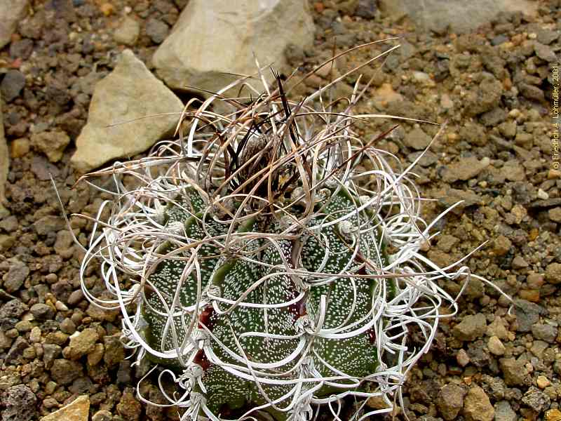 Astrophytum capricorne (DIETR.) BR.& R.