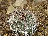 Astrophytum capricorne