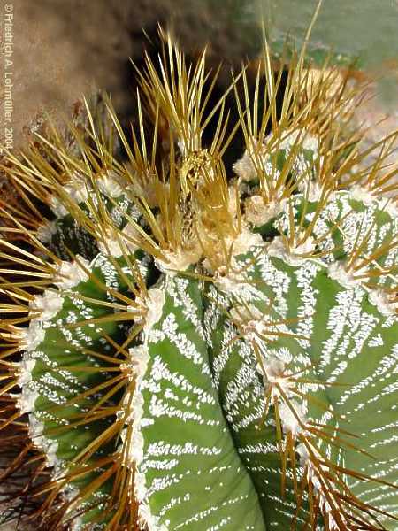 Astrophytum ornatum (A.P.DE CANDOLLE) BR.& R.