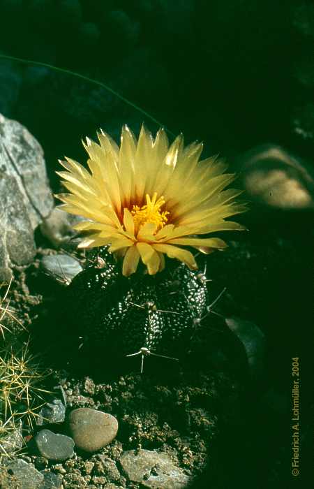 Astrophytum capricorne hybr.?