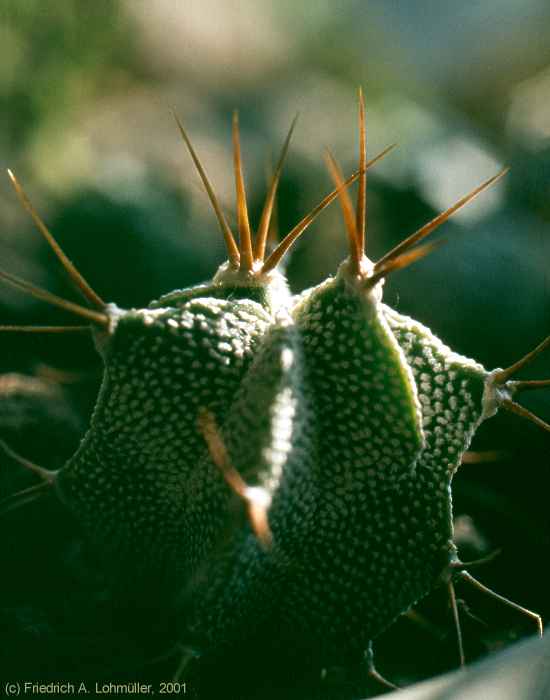 Astrophytum ornatum (A.P.DE CANDOLLE) BR.& R.