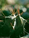 Astrophytum ornatum