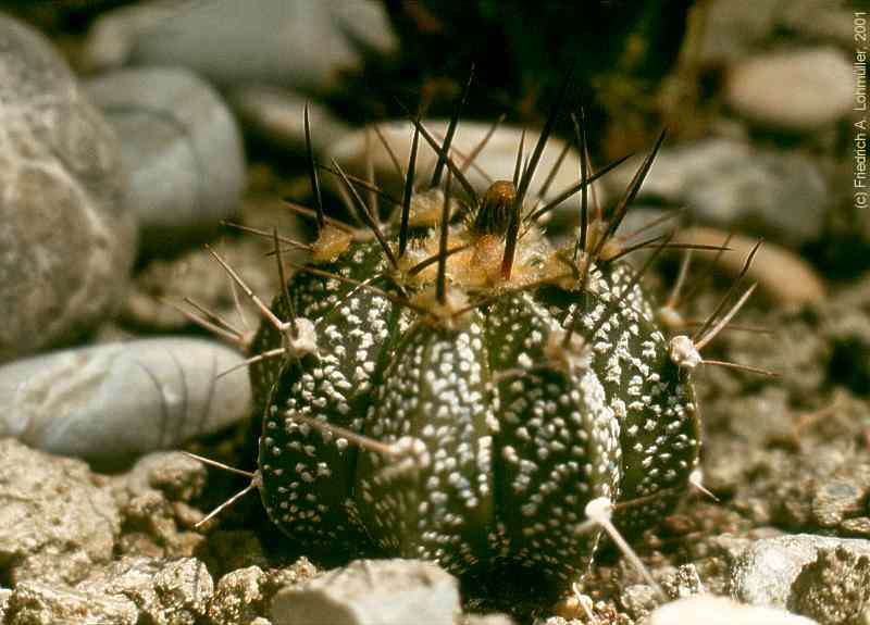 Astrophytum capricorne hybr.?