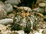 Astrophytum capricorne hybr.?