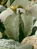 Astrophytum myriostigma