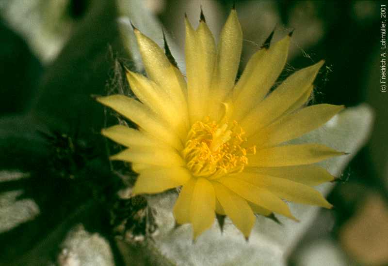 Astrophythum myriostigma LEMAIRE