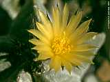 Astrophytum myriostigma