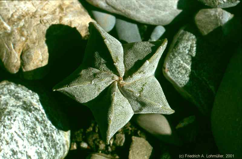 Astrophythum myriostigma LEMAIRE