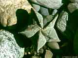 Astrophytum myriostigma