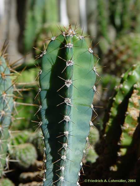 Browningia hertlingiana, Azureocerus hertlinianus