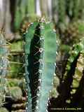 Browningia caineana, Castellanosia caineana